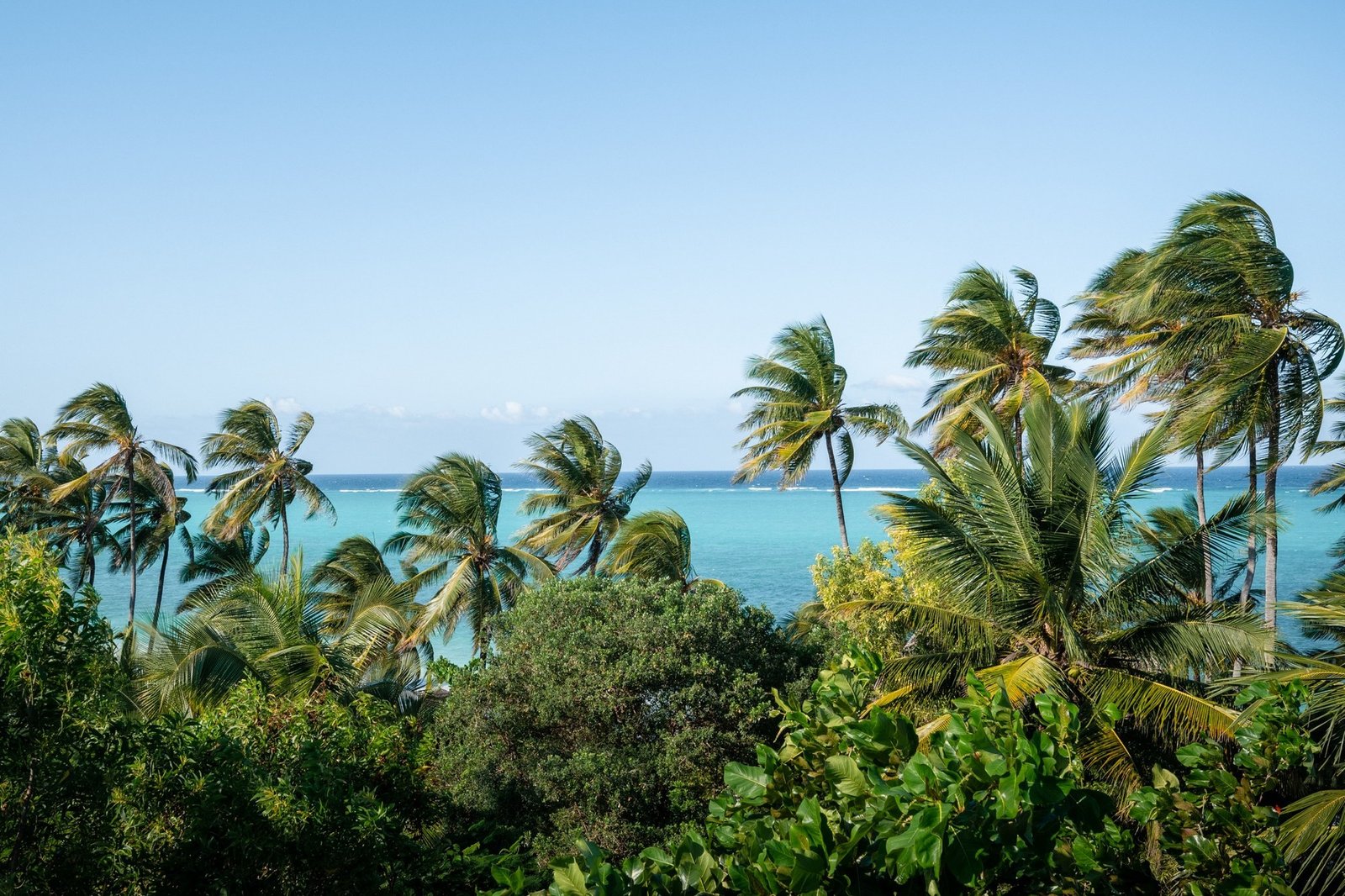 Zanzibar palms and Indian Ocean