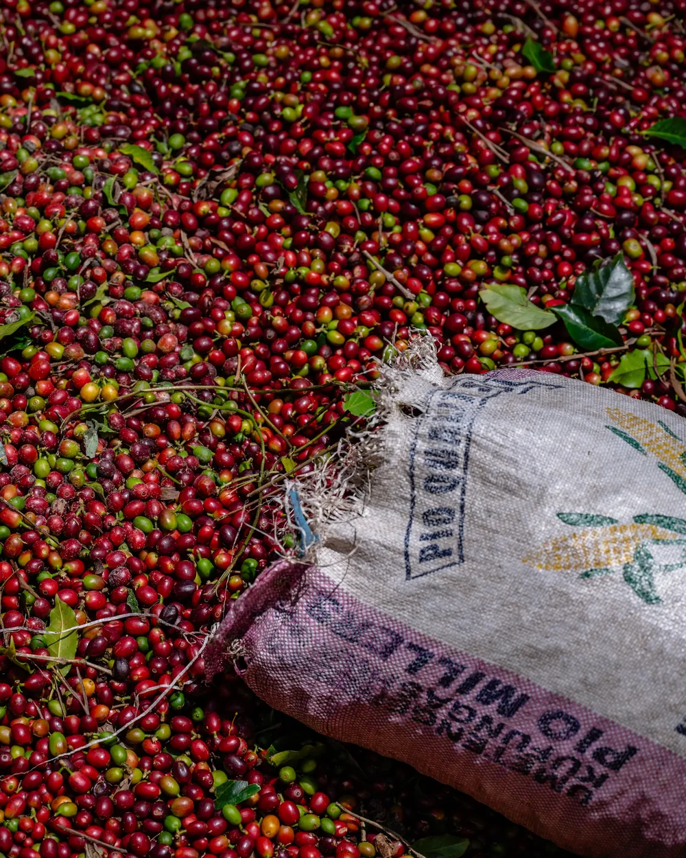 Coffee harvest gathered for a local producer