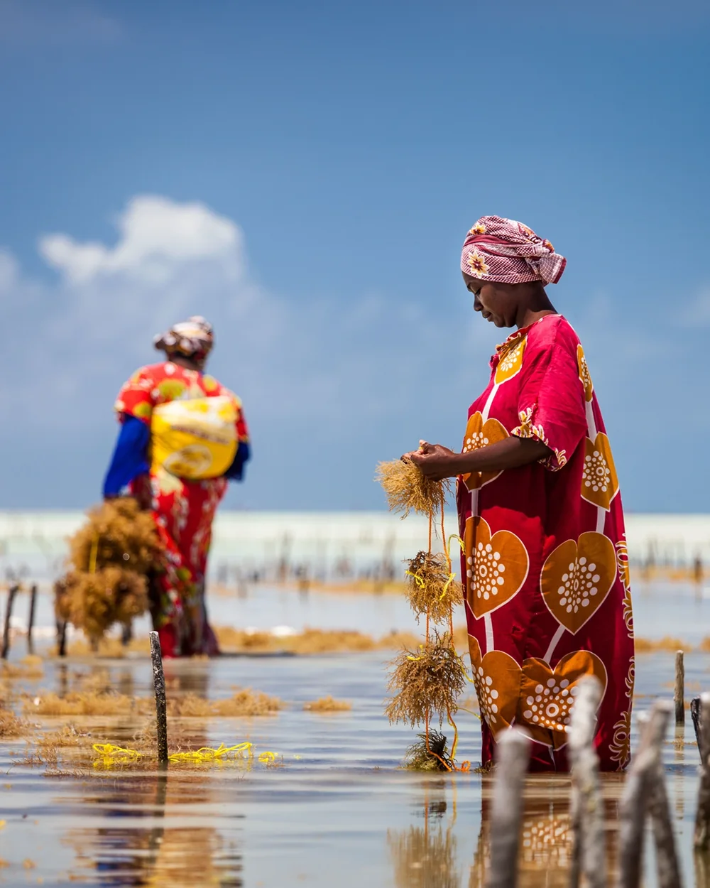 Women working in Zanzibar's seaweed farms